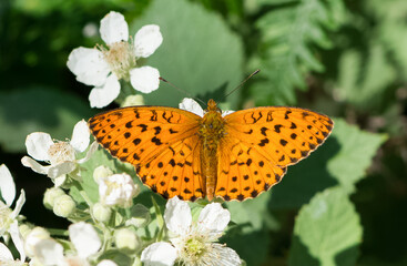 flowers and butterfly in natural life