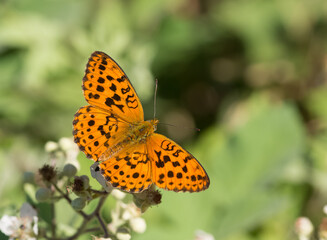 flowers and butterfly in natural life