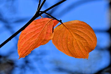 Obraz premium Backlit fall dogwood leaves, Calaveras Big Trees State Park, California