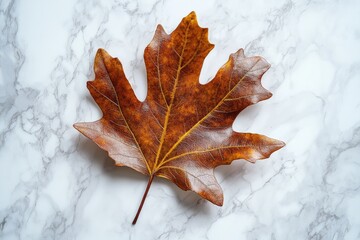 Single dried brown leaf on a marble background, autumn colors.