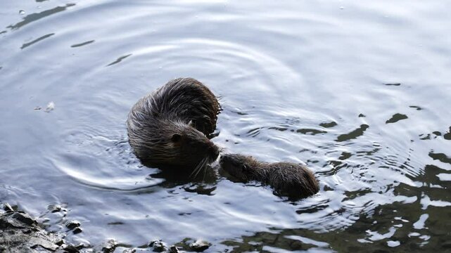 Beaver rat