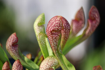 close up sarraceniaceae insectivorous plants, pitcher plant