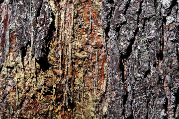 Sap released on tree trunk to seal the wound and prevent infection from insects and pathogens entering the damaged area