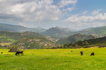 Lush Green Field in the Mountains of Ain Soltane, Jendouba, Tunisia