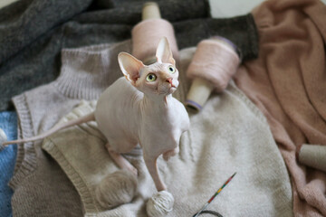 Adorable pink sphynx cat looking up, standing on knitted pink, blue and white jumpers, knitting tools and threads in the background, closeup