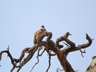 Gänsegeier (Gyps fulvus)