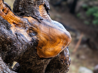 Holzstruktur eines alten Olivenbaumen