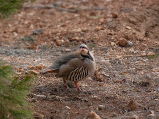 Steinhuhn (Alectoris graeca) 