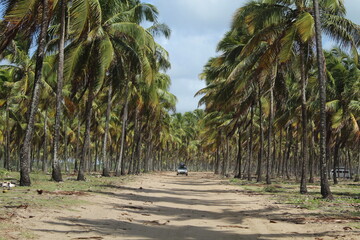 coqueiral em maracaípe, pernambuco