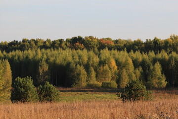 forests of northeastern Europe change their colors in early autumn Kirov region Russia