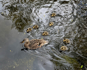 Ducks with ducklings in water