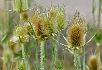 plants growing in natural areas. natural thorn photos.