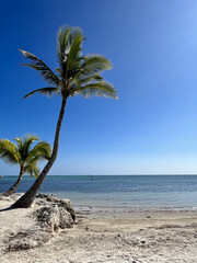 Palm tree on the beach