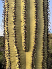 Close up of cactus
