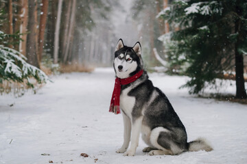 Majestic siberian husky in a christmas scarf snowy forest animal photography winter wonderland front view festive spirit