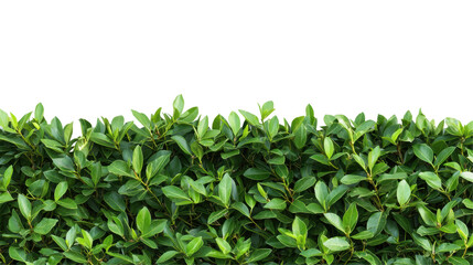 Obraz premium Lush green leaves forming a vibrant hedge against a white isolated background.