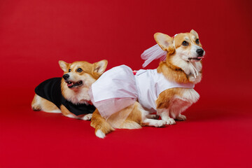 Charming corgi wedding couple in tuxedo and bridal veil, spreading joy on their big day