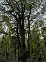 Majestic Tree in Autumn Forest