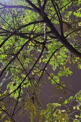 View of a slender tree with branches full of small leaves at night