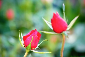 A beautiful red rose in full bloom, surrounded by blurred greenery. The delicately layered petals reveal bright, warm colors, with natural gradations.