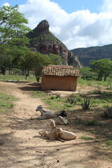 pedra do cachorro sentado no vale do catimbau, pernambuco