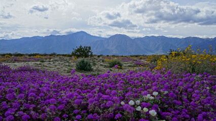 Fototapeta premium Borrego Springs California Wildflowers in Spring