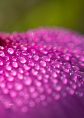 Nature's Tears: Capturing Water Drops on Flowers. Dew on Petals: Nature's Liquid Jewels