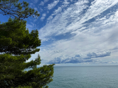 Maritime pine tree on sea shore