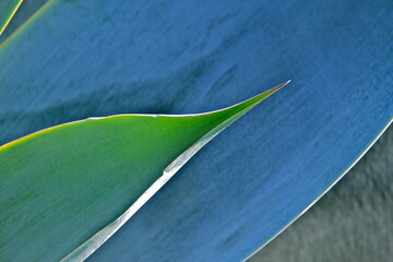Terminal spine and agave leaf abstract 