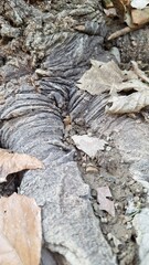 Texture of a sturdy tree with roots buried in the soil next to dry leaves.