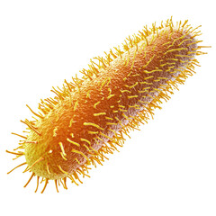 Detailed illustration of a bacterial cell, showcasing its unique structure and appendages.