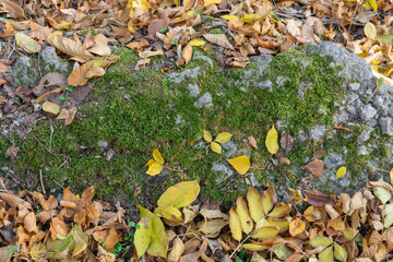 Green moss texture with autumn yellow leaves on nature stone. Freshness of fall vegetation close-up.