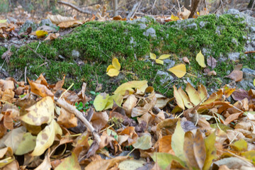 Green moss texture with autumn yellow leaves on nature stone. Freshness of fall vegetation close-up.