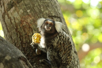 sagui em árvore comendo frutas
