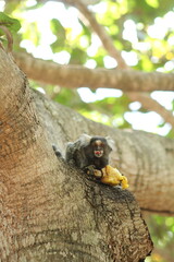 sagui em árvore comendo frutas
