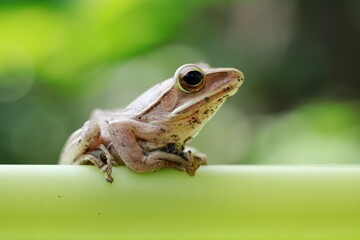 a frog perched on a tree branch