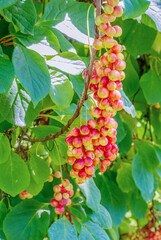 Chinese lemongrass. Bunches of ripe berries on a branch of the plant
