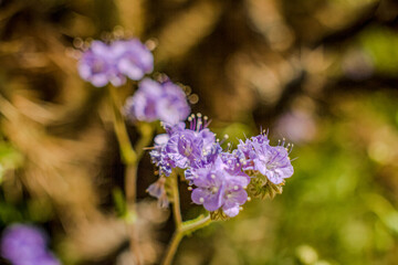 Flowers in desert