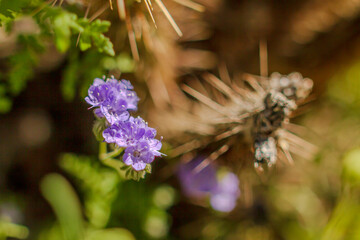 Flowers and cacti