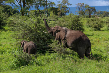 Fototapeta premium Elephans in green nature. Wildnand cheereful. Fields of Tanzania.