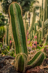 cactus in the garden