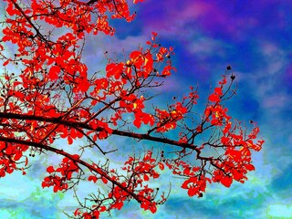  red leaves on branches