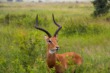 Antelope in high grass. Close distance.