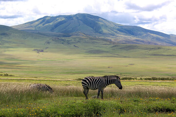 Wild zebras in Tanzania landscape.