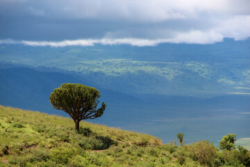 Marvelous horizont view from Tanzania national park