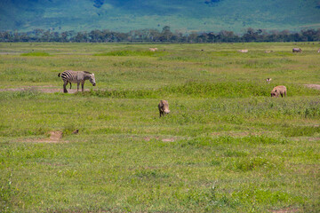 Wild zebras in Tanzania landscape.