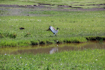 Bird by the water. African savannah.