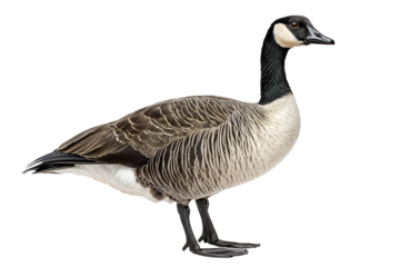 A goose isolated over transparent background, cut out, PNG