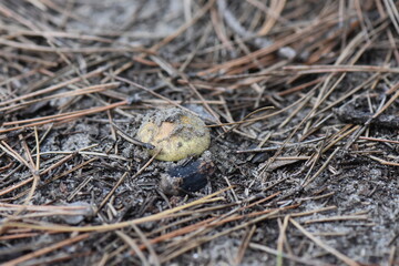 A small yellow mushroom on the ground in the pine forest close-up