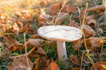 Close up of a white mushroom growing amidst fallen autumn leaves, illuminated by the warm glow of golden hour sunlight